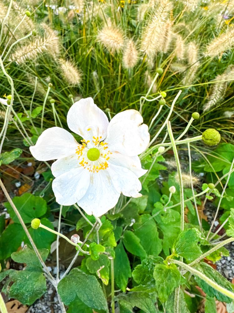 One single Snow rose • White flower in bloom, with pale petals and a central cluster of yellow pollen.