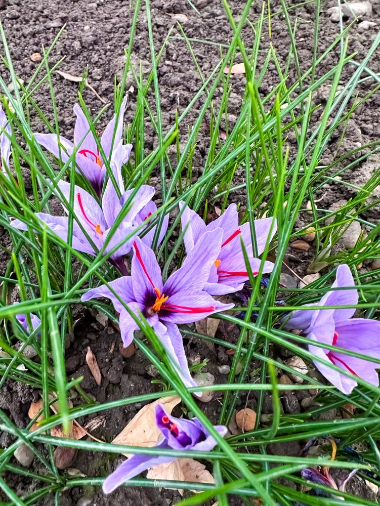 Echter Safran, Crocus sativus, Blüten sind spitz und lila, rund um die sechs Blumen wachsen grüne schmale Blätter, die die Blüten etwas verdecken.