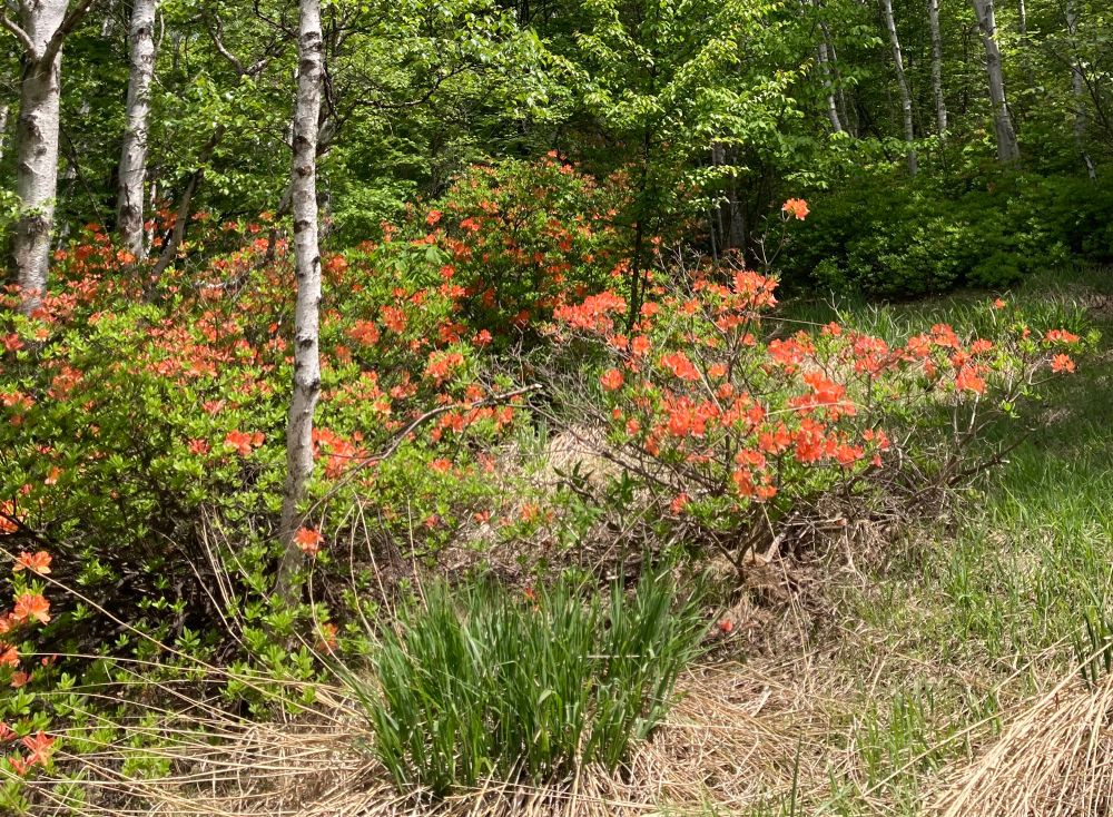 レンゲツツジ。いたるところで花盛り。