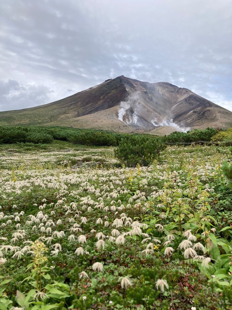 花の終わったチングルマ越しの旭岳
