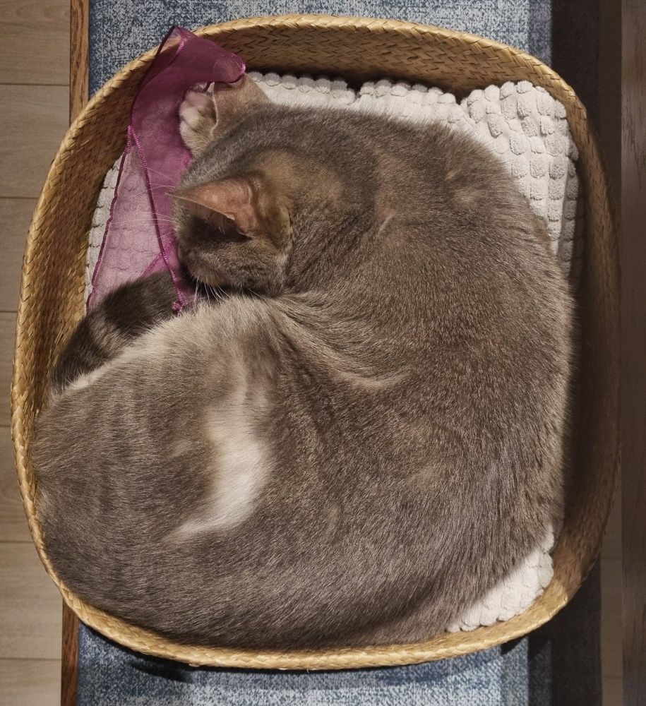 totosundan kaka toplanan bi gün olmamış gibi huzurla uyuyan titrek hanım