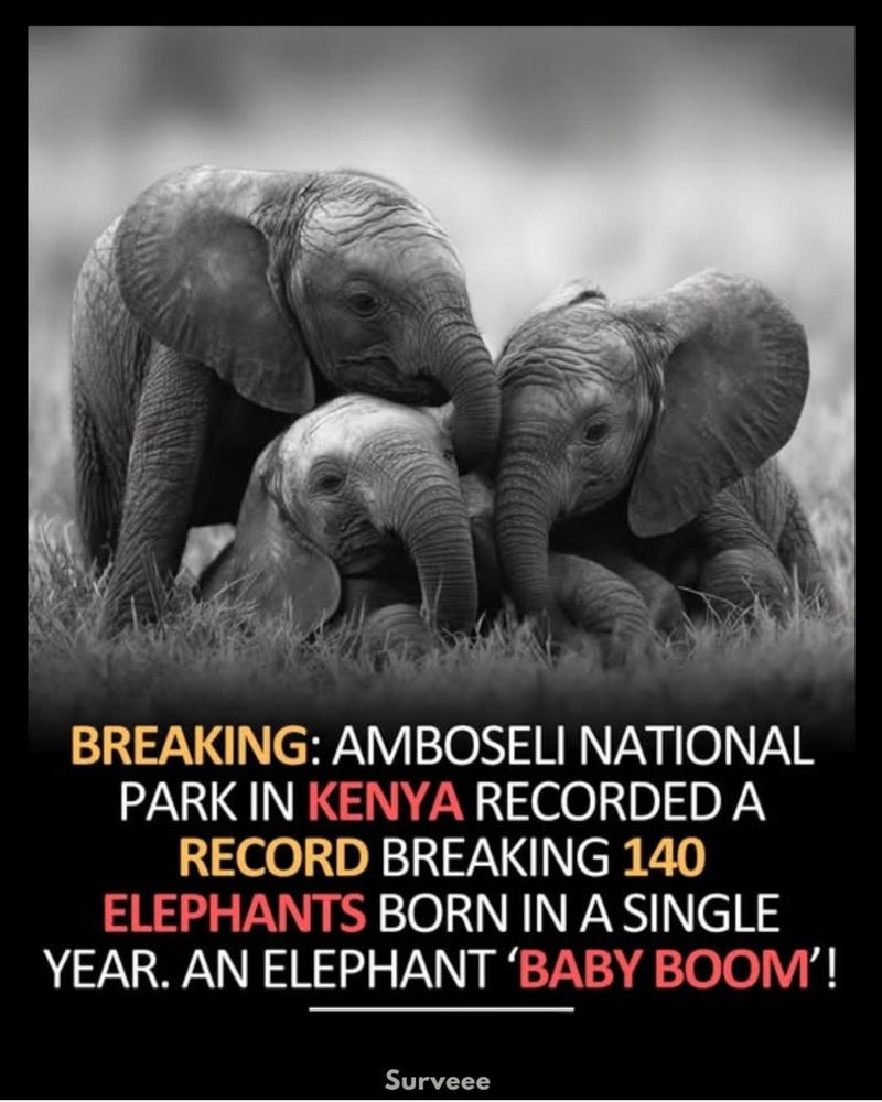 BREAKING: AMBOSELI NATIONAL PARK IN KENYA RECORDED A RECORD BREAKING 140
ELEPHANTS BORN IN A SINGLE YEAR. AN ELEPHANT 'BABY BOOM'!
Surveee