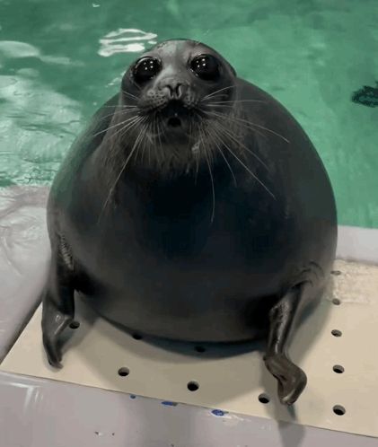 a seal with a surprised look on its face is sitting in the water