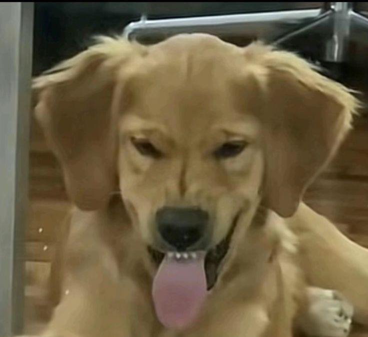 Golden retriever sticking its tongue out looking evil 