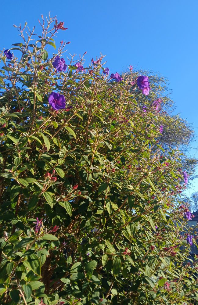Foreground: a princess plant in blossom 
Background: a hawthorn against a clear blue sky