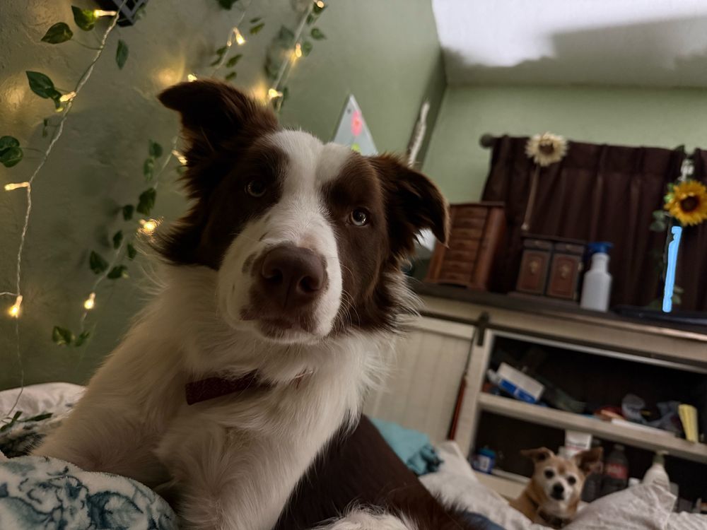 Brown and white male border collie lying on a bed with a tan chiweenie in the background 