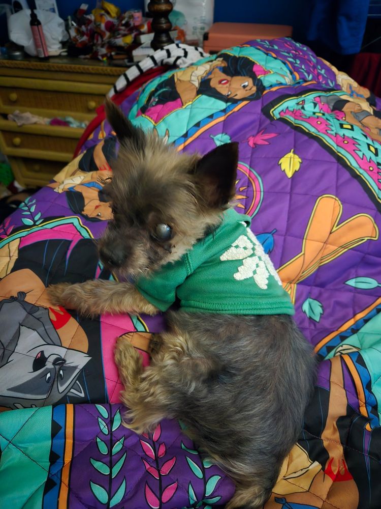 A picture of Ling's dog in a green sweater. 