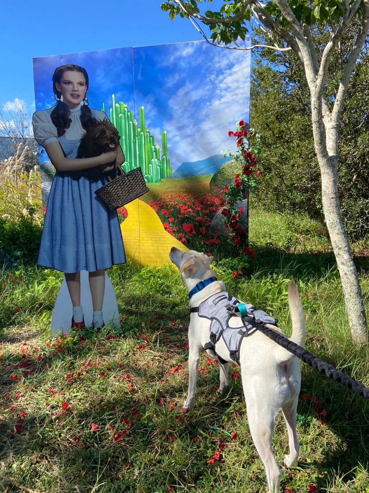 Dog on high alert staring at Dorothy cardboard cut out from Wizard of Oz.