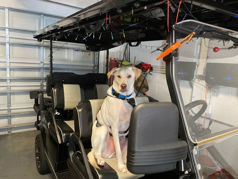 Light colored dog sitting in golf cart passenger seat waiting for a ride.