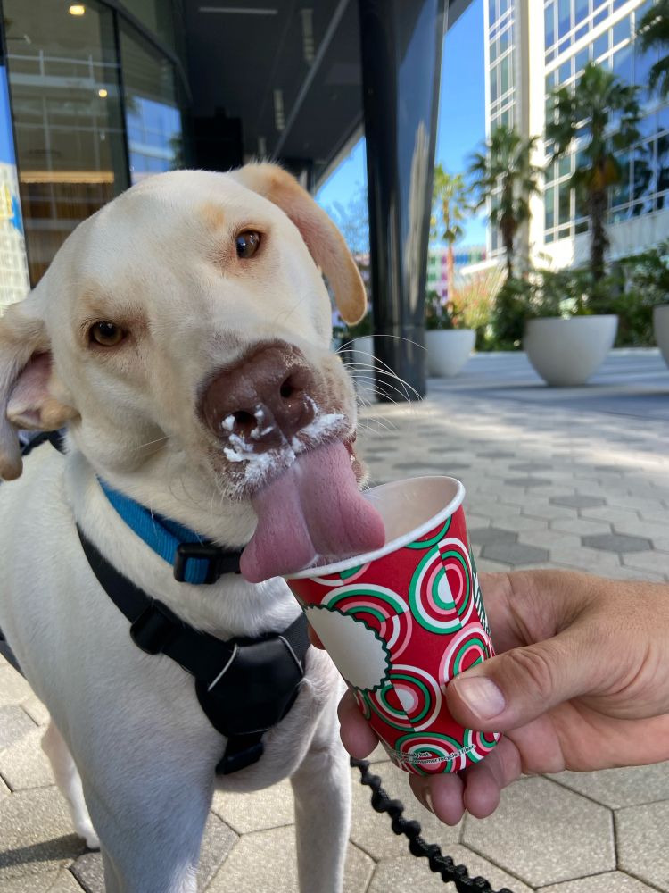 Dog licking whipped cream from cup.