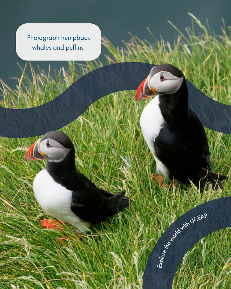 Two puffins walk through a grassy hills. A text bubble reads, "Photograph humpback whales and puffins."