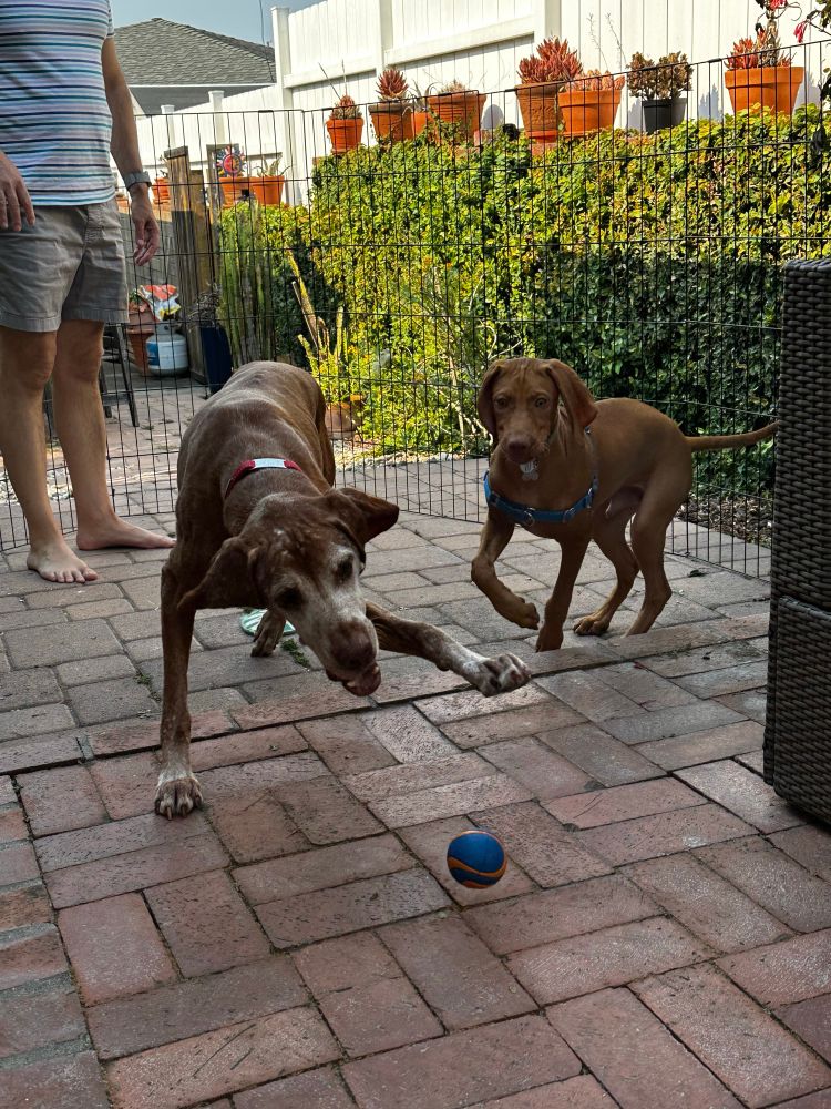 A sugar-faced vizsla and a puppy raging after a ball on a brick patio, limbs in all directions. A partial human in the background. 