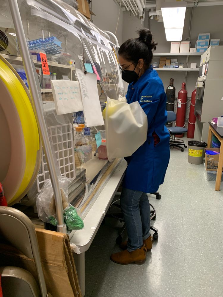 Person in a blue lab coat and glasses with their hands in gloves connected to an anaerobic chamber used to study microbes