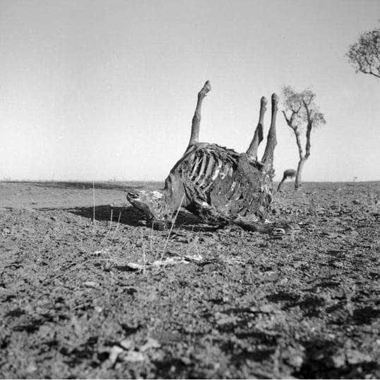 Sidney Nolan, Untitled photograph, 1952, carcass of a dead animal, probably a cow or horse 