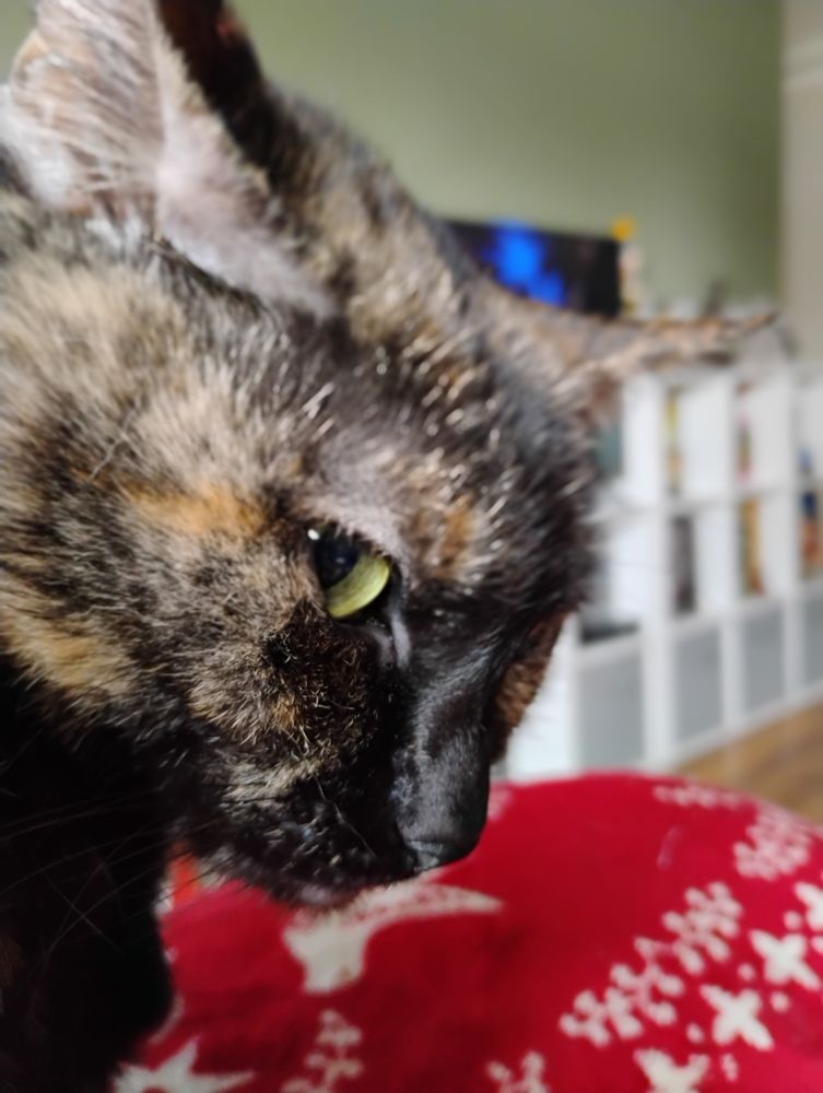 A cat giving me a side eye.