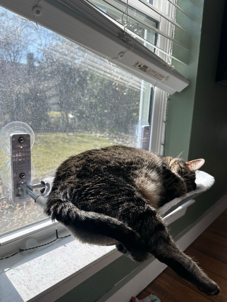 Cat sun bathing on a window hammock
