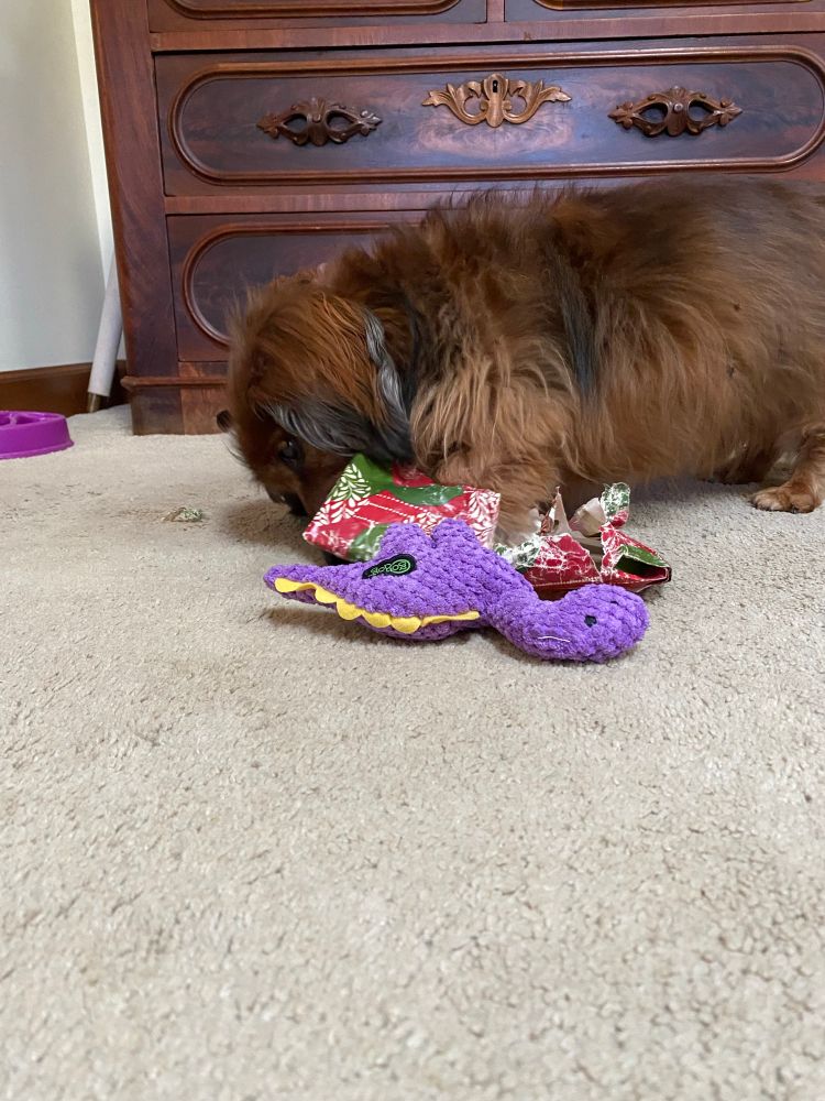 Dog opening present
