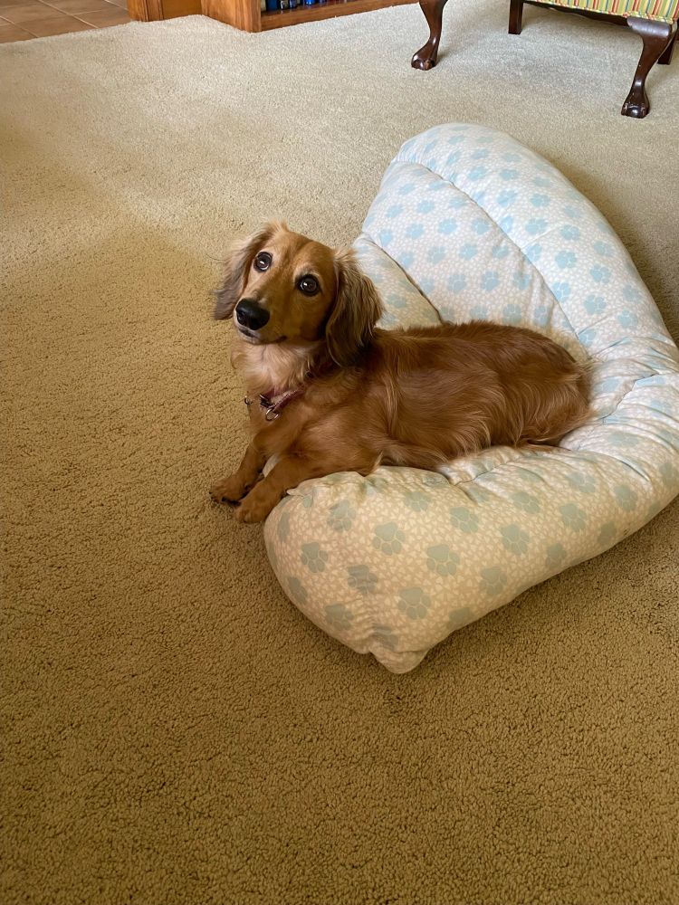 Dachshund on dog bed