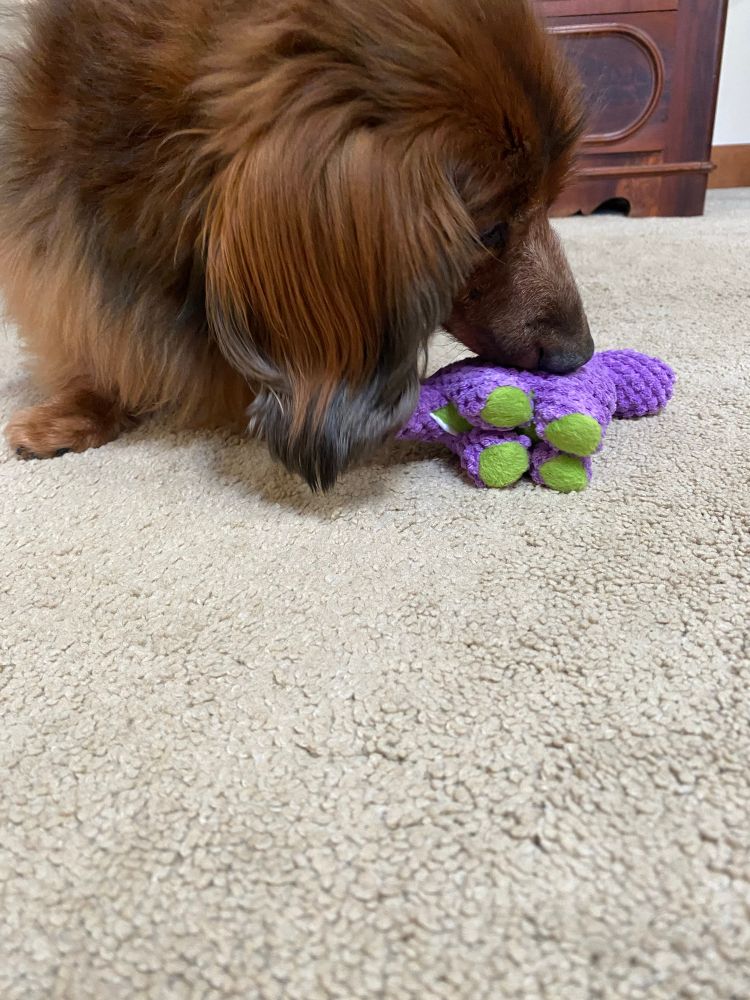 Dog with toy