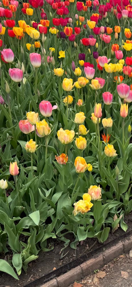 Tulips 2025