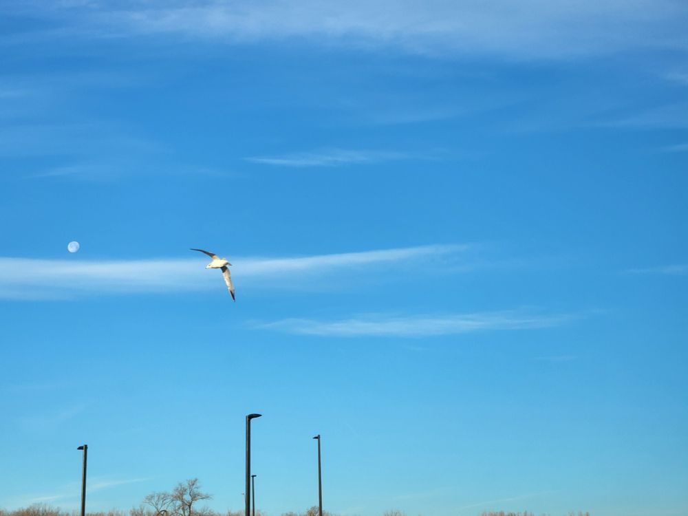 Gull, flying. Blue sky and gibbous waning moon backdrop