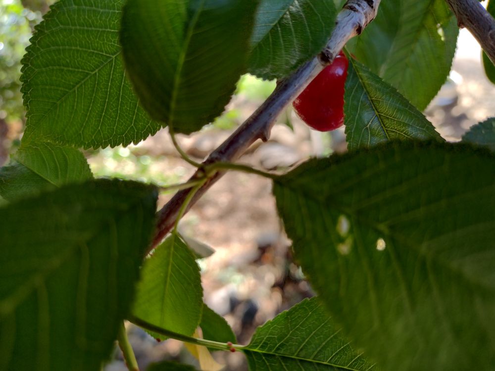 A close up of a ripe red cherry nestled amid leaves. 