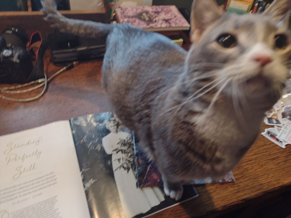 A magazine lies open on a desk with a small gray cat  sitting on top of it looking imploringly at the camera. 