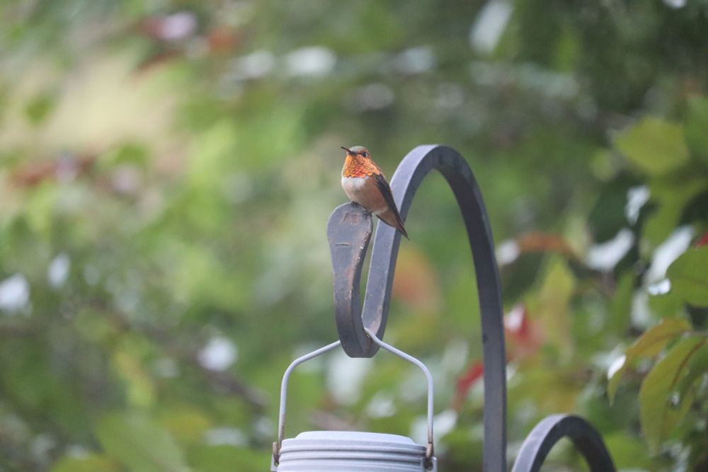 A hummingbird sitting on the tip of a metal crook in a green garden. He has an orange throat and pale breast. 