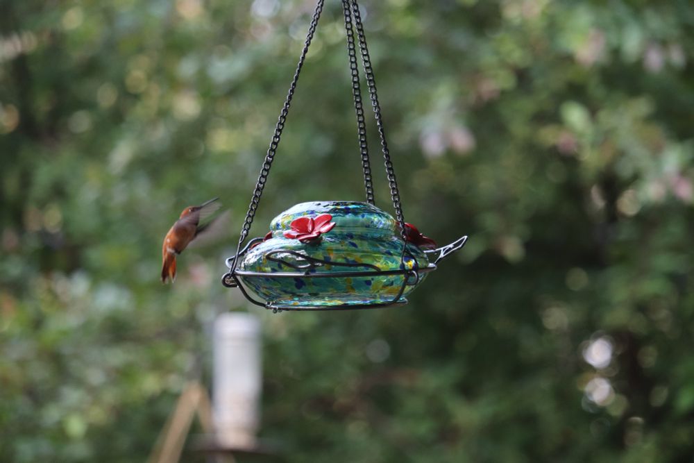 An orange hummingbird in flight near a feeder.