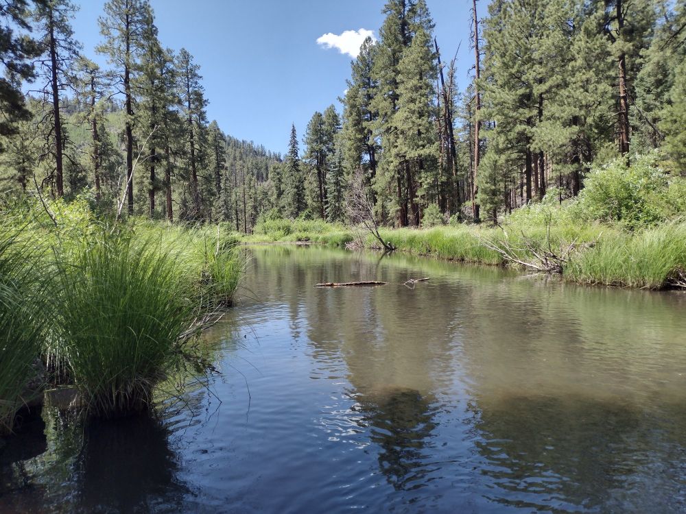 A creek surrounded by greenery with pine trees in the distance under a blue sky. 