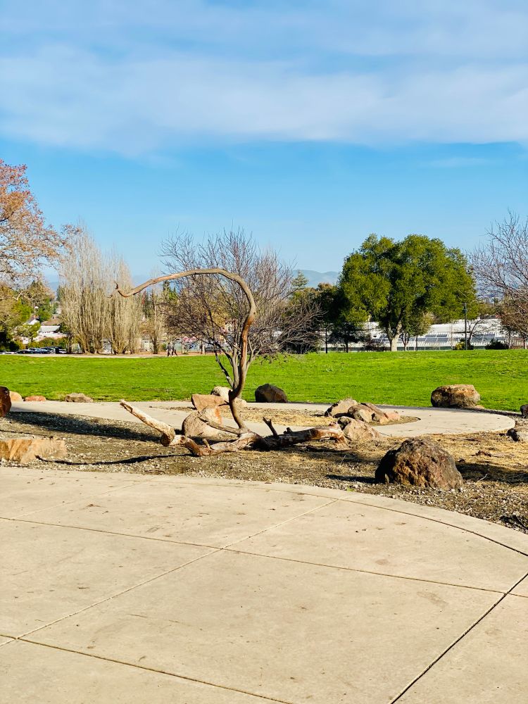 resilient tree branch growing sideways barren in winter