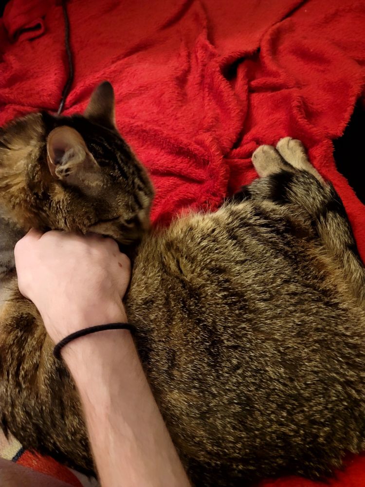 Shae petting her adorable little tabby cat