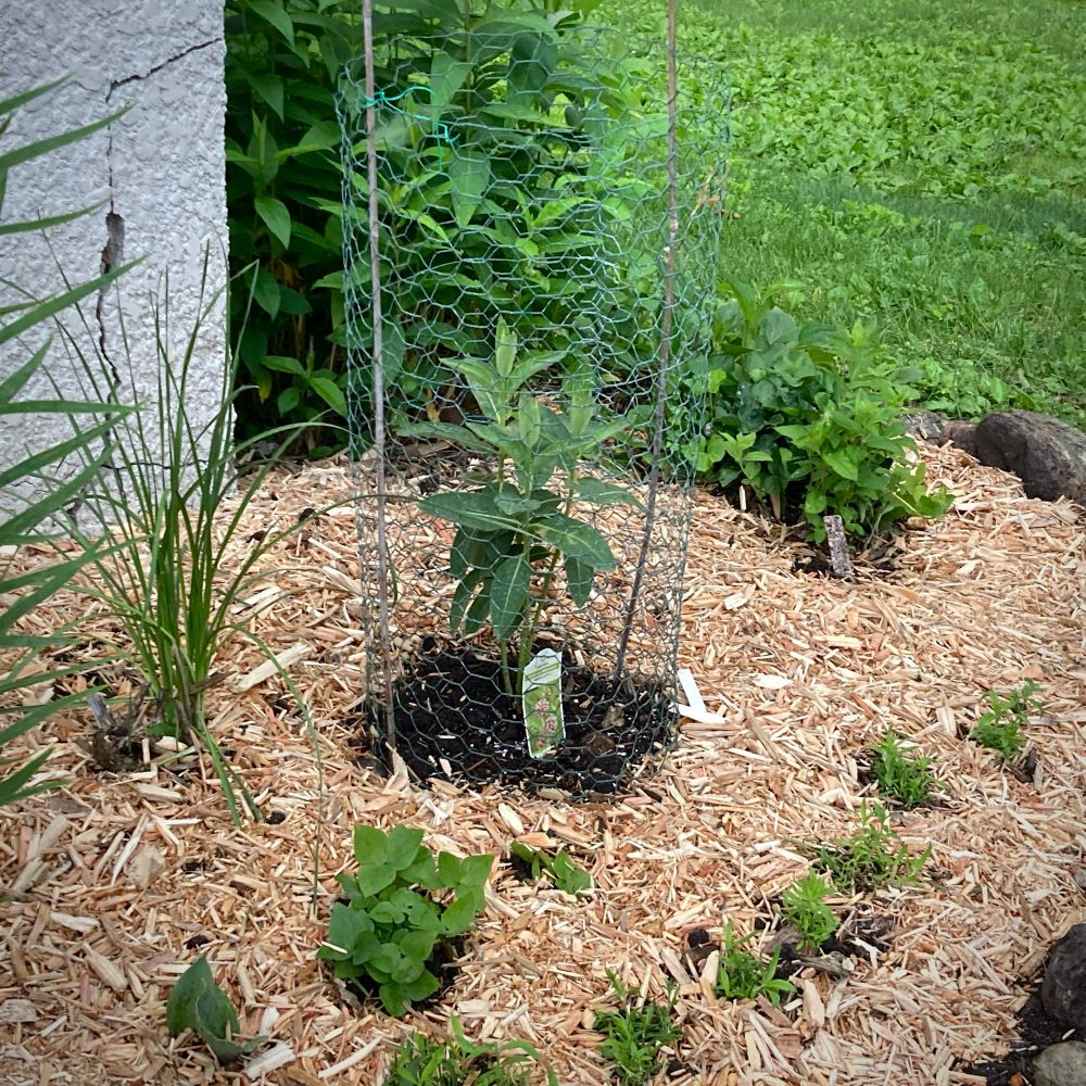 Common milkweed plant in a flower bed with other plants and mulch. 