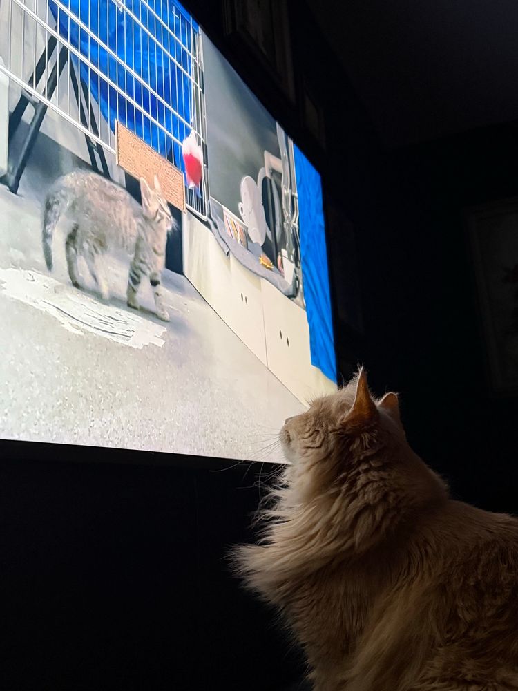 A cat watches a live feed of another cat on a tv 