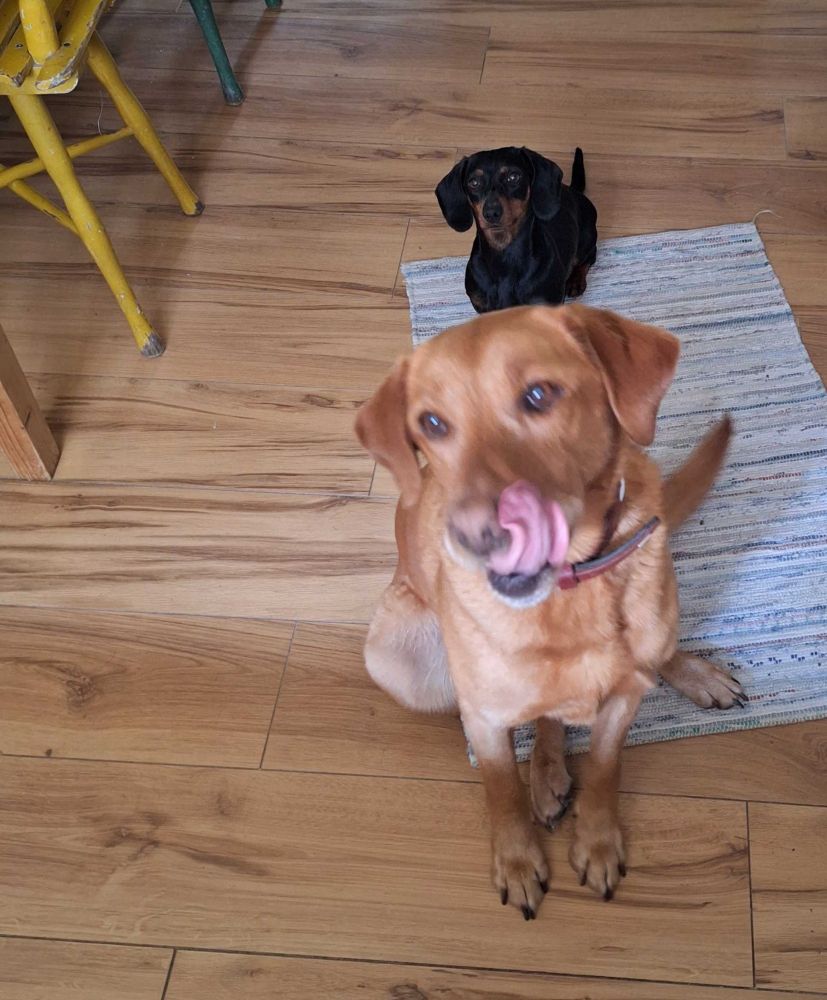 Ein Labrador und ein Dackel sitzen auf dem Boden und warten auf ihren 10-Uhr-Knabbersnack.