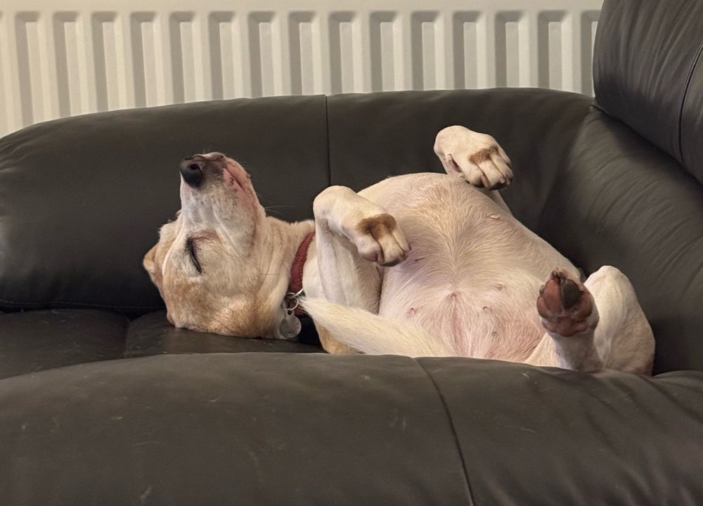 Doggo lying on her back CONTENTED 