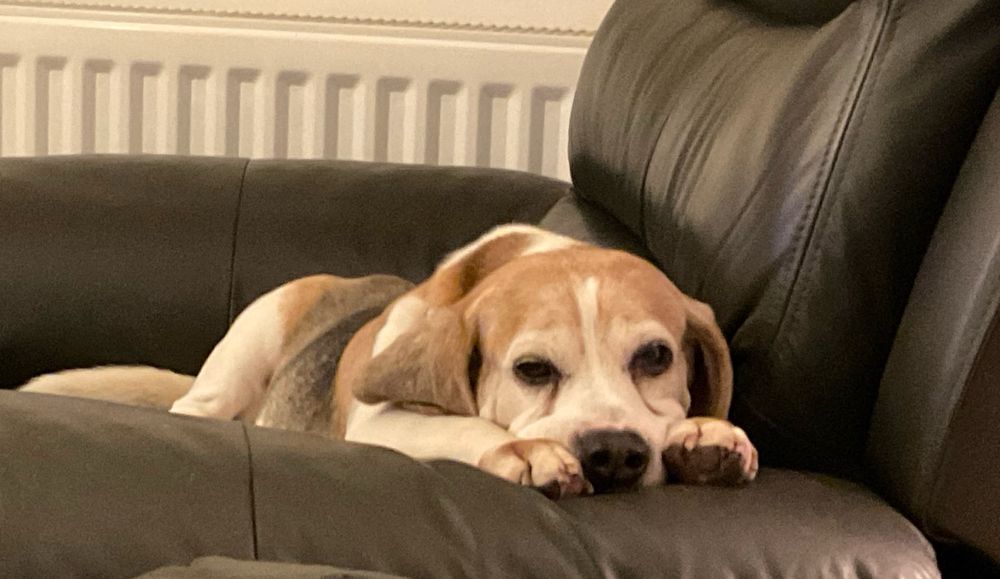 A beagle looking depressed because she didnt get a large meat feast for herself