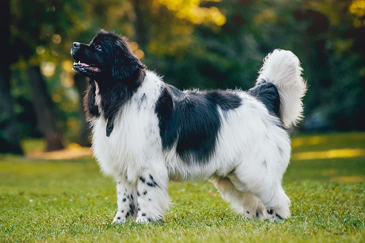 A Newfoundland standing in a field of grass. It's a BIG white dog with black spots on its face and back. It has a happy doggy smile yay.