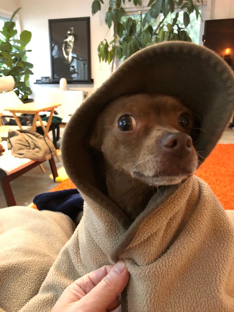Susan, the dog, wrapped in a blanket and looking like Robin Hood. 
