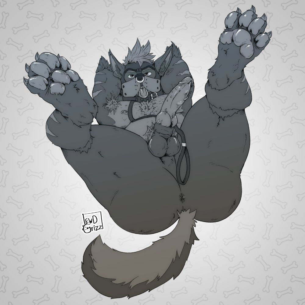 View of a pup lifting his paws and showing his hole and throbbing boner, leash resting around his taint.