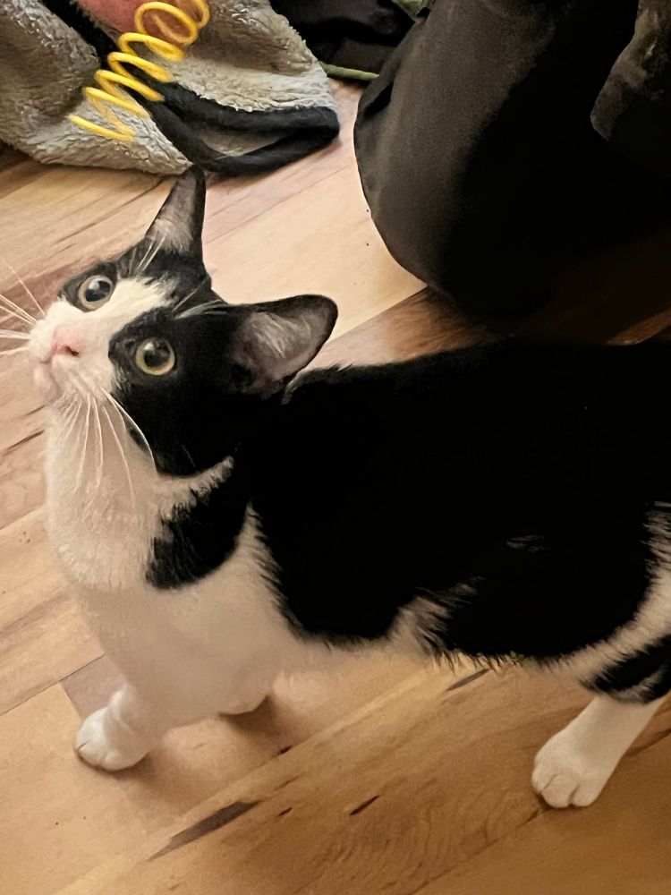 Jinx strutting her stuff