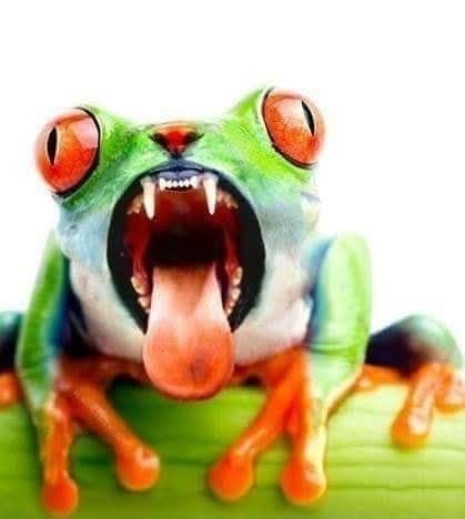 Red-eyed Tree Frog