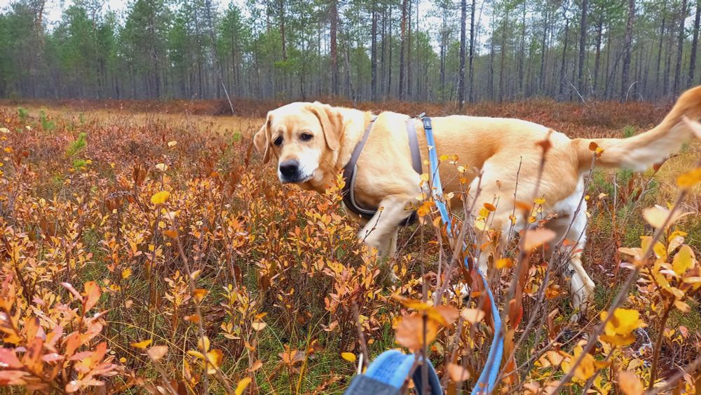 Keltainen labrador syksyn värjäämässä varvikossa ja katsoo kuvaajaan. Taustalla mäntypuita.