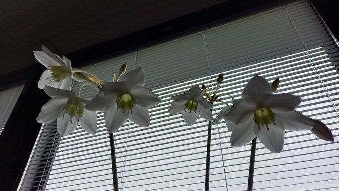 Amatsoninliljan kolme kukkavartta, joissa valkoiset kukat. Taustalla ikkuna säleverhoineen. 