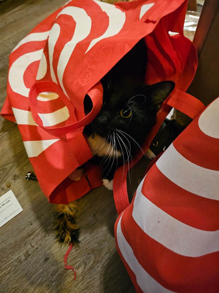 Black and white cat peeking out from inside a Target bag