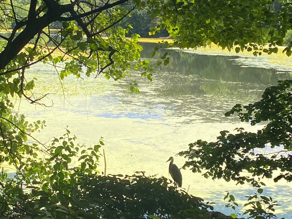 A great blue heron in silhouette in front of a lake covered with green algae, surrounded by trees