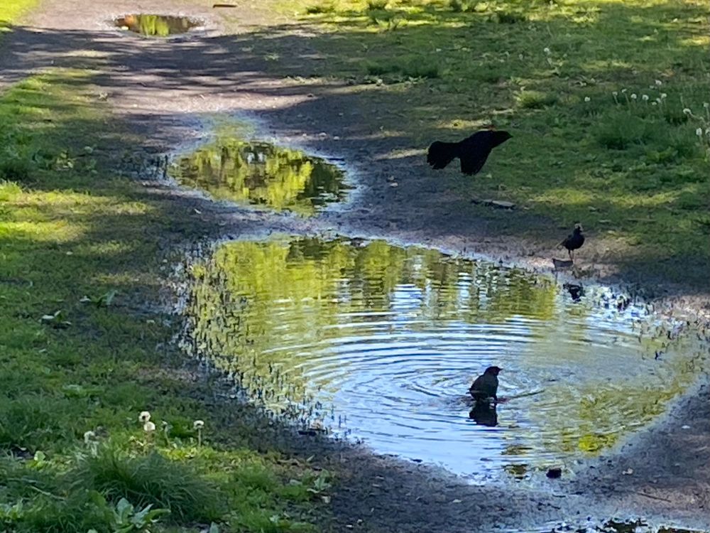 Redwing black bird flying over a puddle of splashing grackles