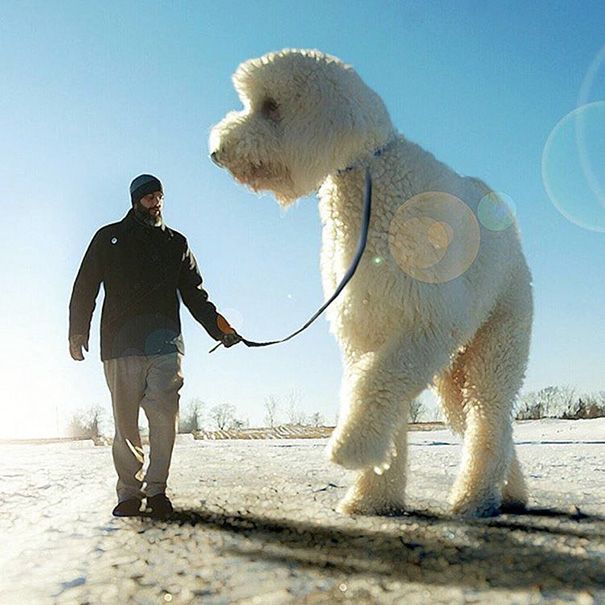 Giant dog being taken on a walk. 
