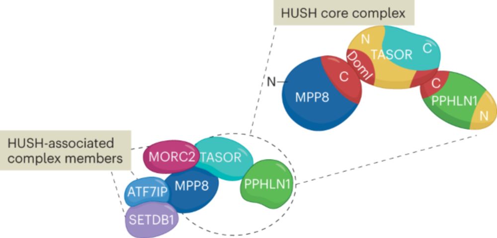 Keep quiet: the HUSH complex in transcriptional silencing and disease - Nature Structural & Molecula...