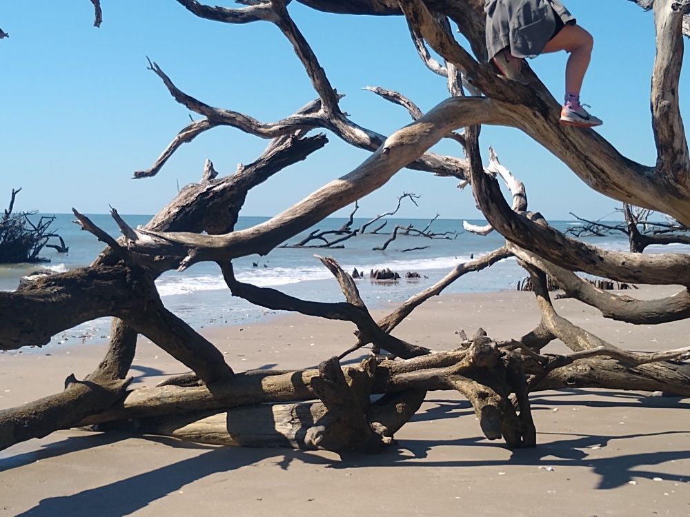 Botany Bay "Boneyard" on Edisto Island, SC